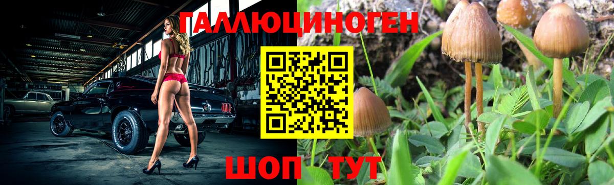 Галлюциногенные грибы Psilocybine cubensis Майкоп